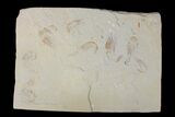Nine Cretaceous Fossil Shrimps - Hjoula, Lebanon #173150-1